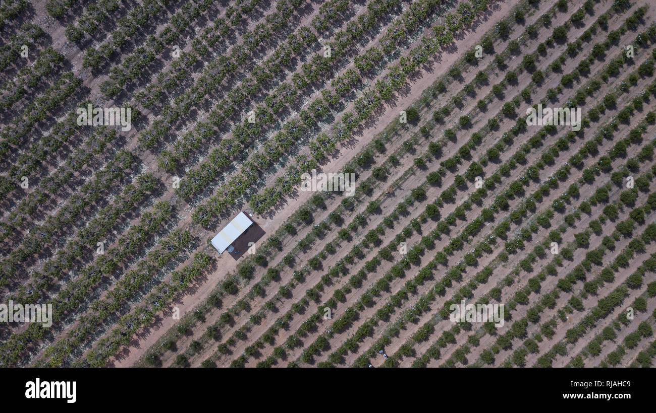 Irrigation plantation in Petrolina - Pernambuco state - Brazil Stock Photo