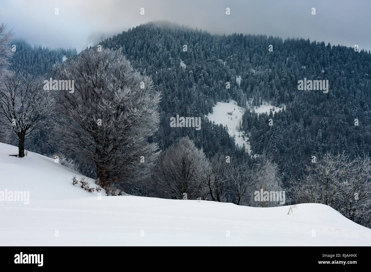 winter dawn in countryside. cold weather in mountains. trees in hoarfrost on the snowy slope. cloudy morning Stock Photo