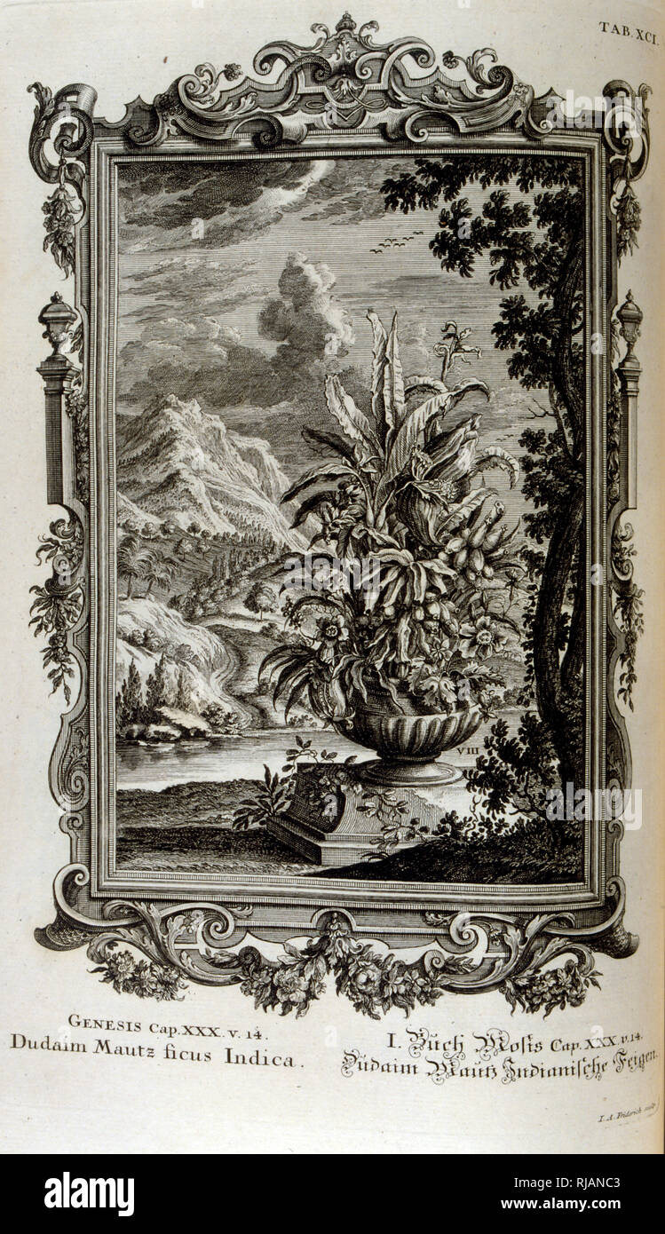Biblical Maize plant. From Physique sacree, ou Histoirenaturelle de la