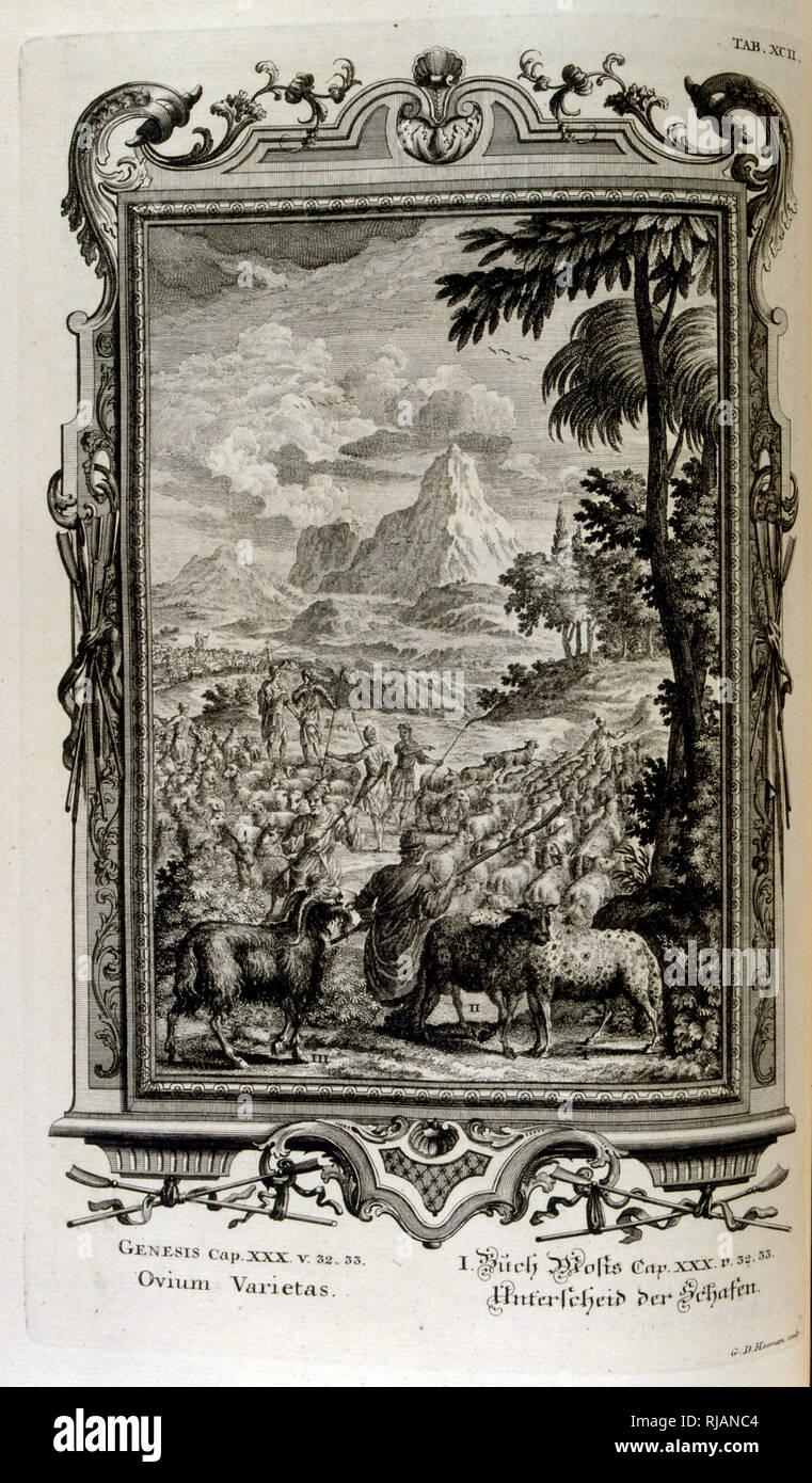 Biblical varieties of sheep; From Physique sacree, ou Histoire-naturelle de la Bible, 1732-1737, by Johann Jakob Scheuchzer (1672 - 1733), a Swiss scholar born at Zurich Stock Photo