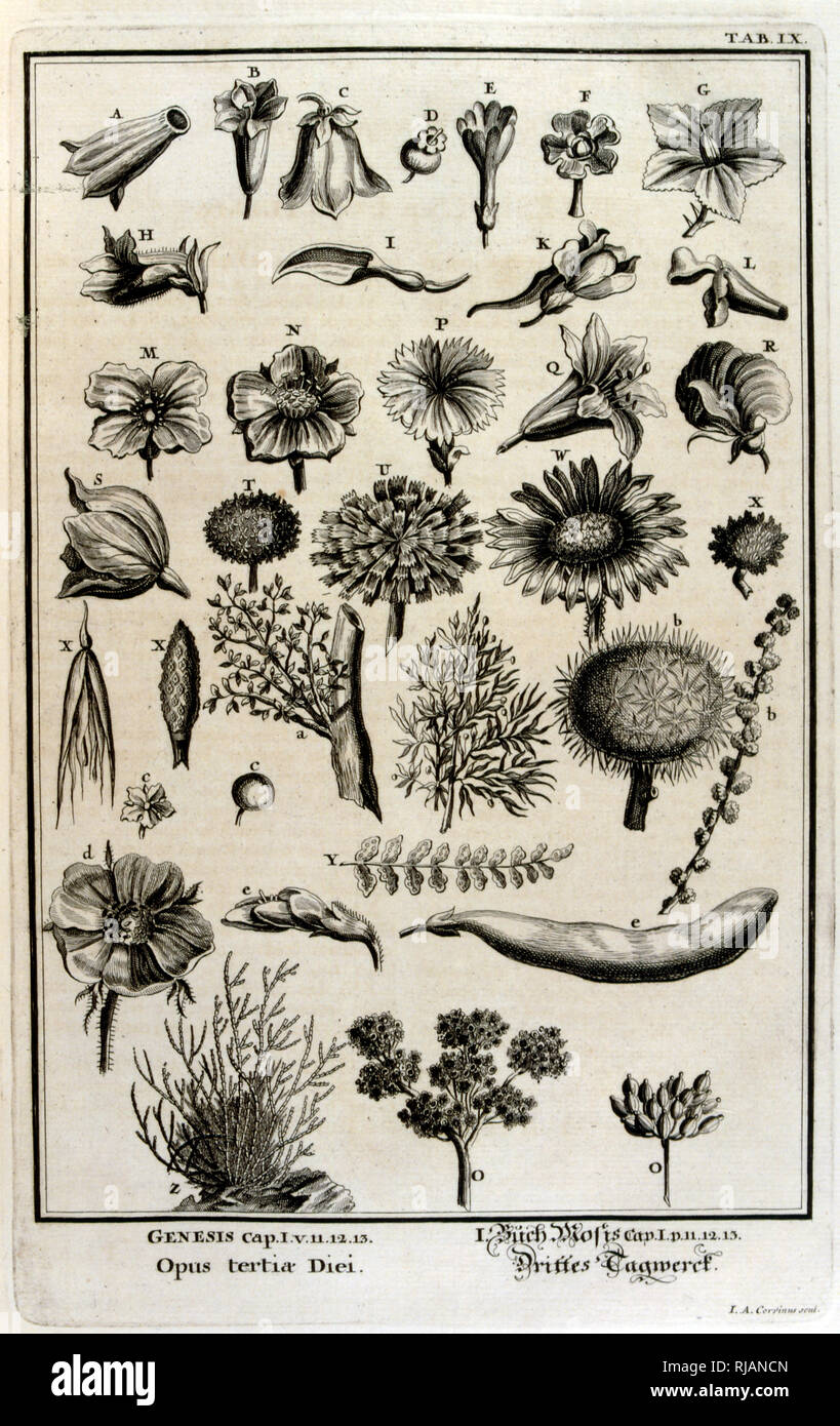 The Genesis creation narrative is the creation myth of both Judaism and Christianity. The Third Day of Creation: The plants are created. From Physique sacree, ou Histoire-naturelle de la Bible, 1732-1737, by Johann Jakob Scheuchzer (1672 - 1733), a Swiss scholar born at Zurich Stock Photo
