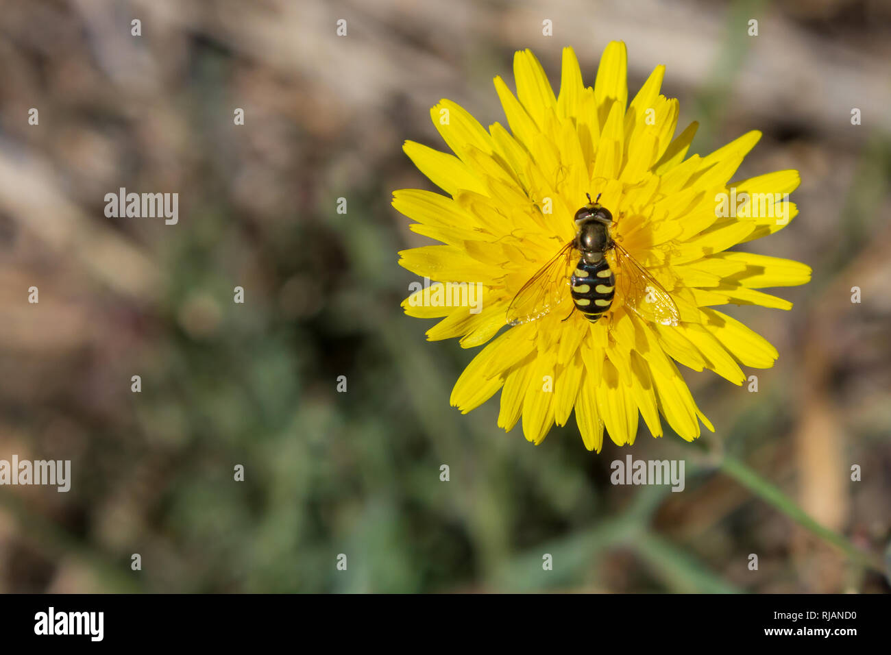 Diptera feeding hi-res stock photography and images - Alamy