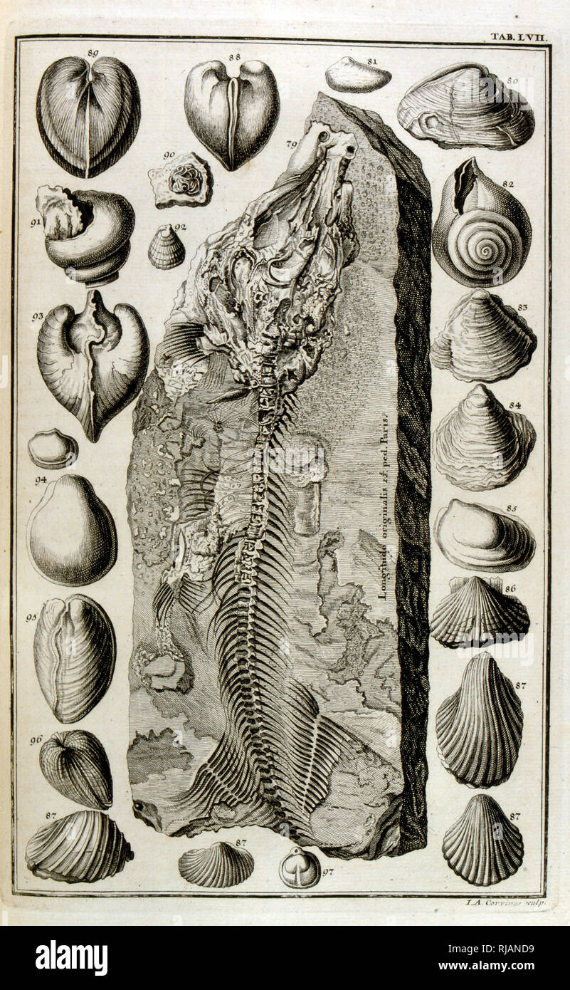Fossilised bones represented animals destroyed by the great Biblical flood; From Physique sacree, ou Histoire-naturelle de la Bible, 1732-1737, by Johann Jakob Scheuchzer (1672 - 1733), a Swiss scholar born at Zurich Stock Photo