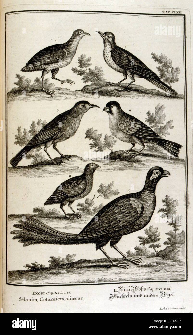 Varieties Of Biblical Birds From Physique Sacree Ou - 