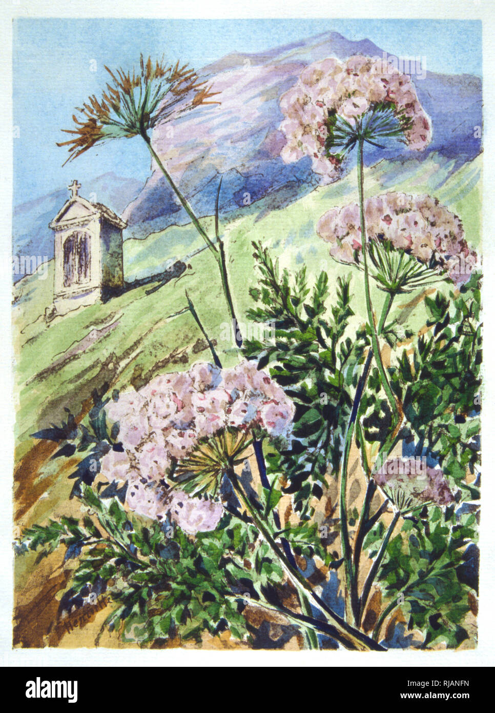 French illustration of Swiss alpine flowers. 1928 Stock Photo