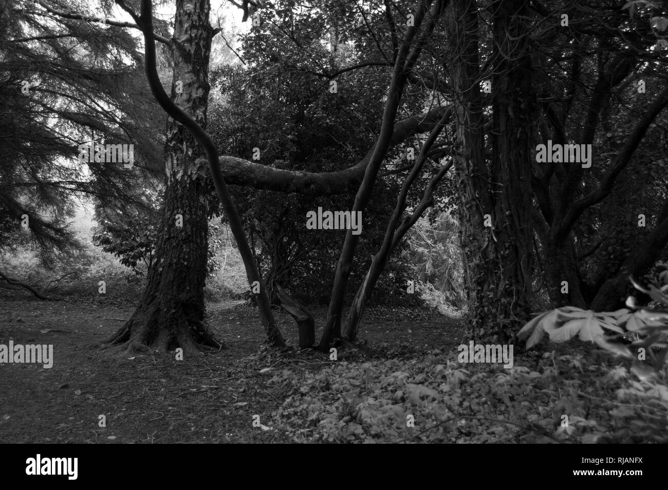 Trees natural beauty hi-res stock photography and images - Alamy