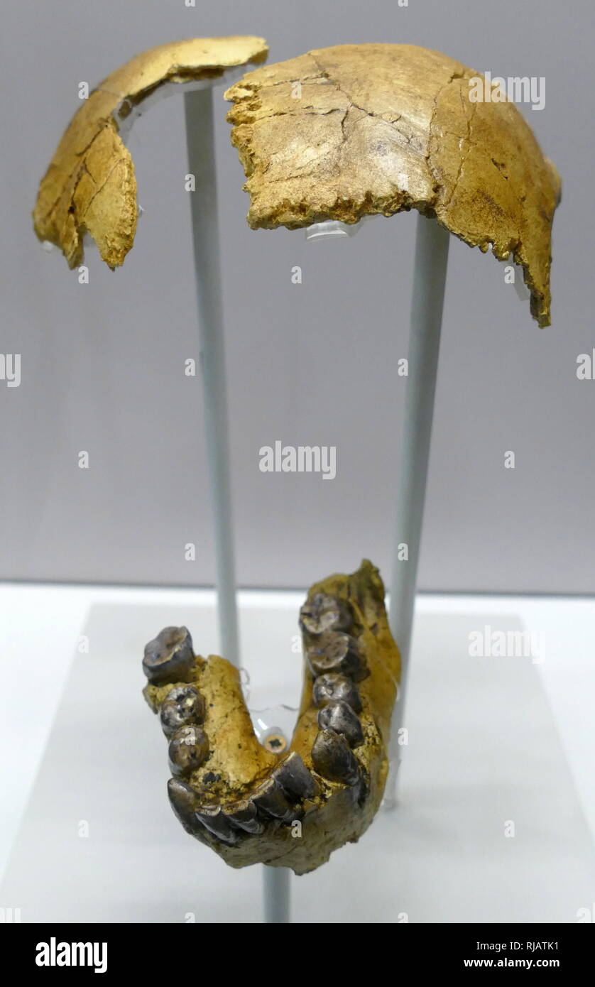 Skull fragment of Homo habilis, a species of the tribe Hominini, during the Gelasian and early Calabrian stages of the Pleistocene geological epoch, which lived between roughly 2.1 and 1.5 million years ago. The type specimen is OH 7, discovered in 1960 at Olduvai Gorge in Tanzania Stock Photo