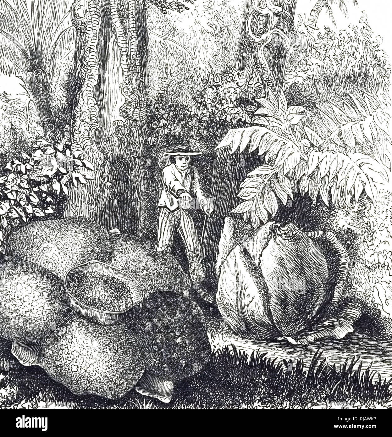 An engraving depicting the flower and bud of Rafflesia arnoldii, a ...