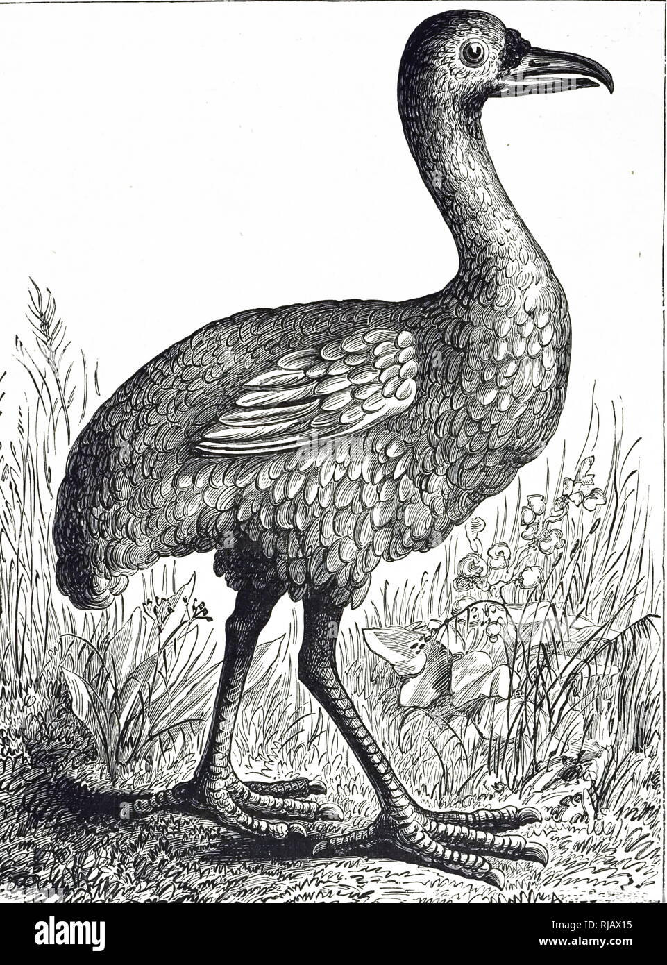 An engraving depicting a Rodrigues solitaire an extinct, flightless bird that was endemic to the island of Rodrigues, east of Madagascar in the Indian Ocean. Dated 19th century Stock Photo