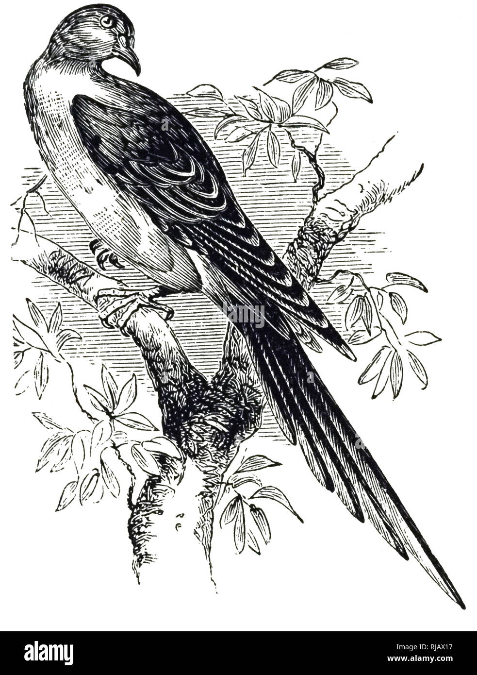 An engraving depicting a Passenger pigeon or wild pigeon is an extinct species of pigeon that was endemic to North America. Dated 20th century Stock Photo