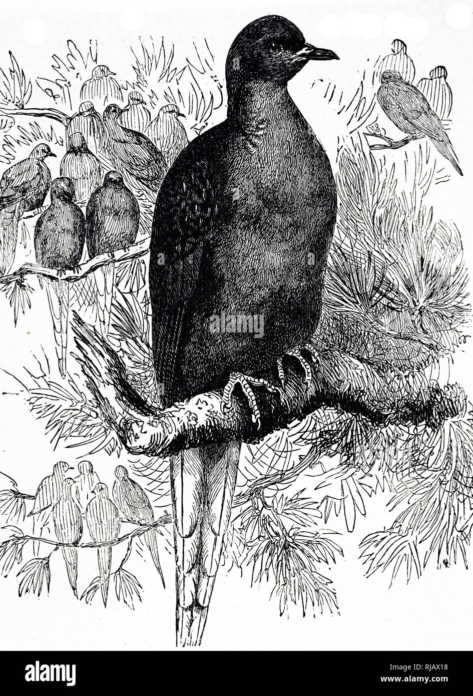 An engraving depicting a Passenger pigeon or wild pigeon is an extinct species of pigeon that was endemic to North America. Dated 19th century Stock Photo