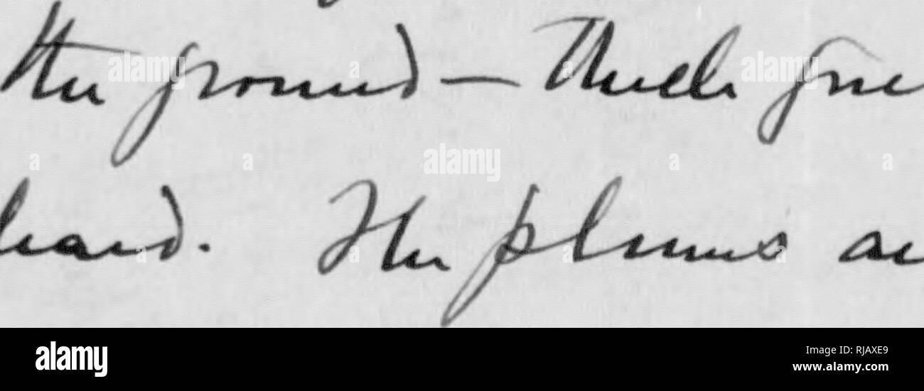 . C. Hart Merriam papers : including correspondence, papers relating to career with the United States Biological Survey, 1798-1972 (bulk 1871-1942). United States. Division of Ornithology and Mammalogy; United States. Division of Biological Survey; United States. Biological Survey; United States. Bureau of Biological Survey; Geological and Geographical Survey of the Territories (U. S. ); Harriman Alaska Expedition (1899); Bering Sea controversy; Bears; Biogeography; Natural history; Ornithology; Botany; Life zones; Wildlife conservation. Ou.^ iL^ iX^l^jL^ ^ /^. d^A^^c^ ^&quot;^'^^V^-^^,^*--^ • Stock Photo