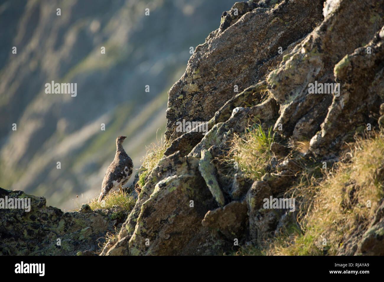 Alpenschneehuhn, Lagopus muta, am Gemeindekopf, Geigenkamm, Ötztaler Alpen, Tirol, Österreich. Stock Photo