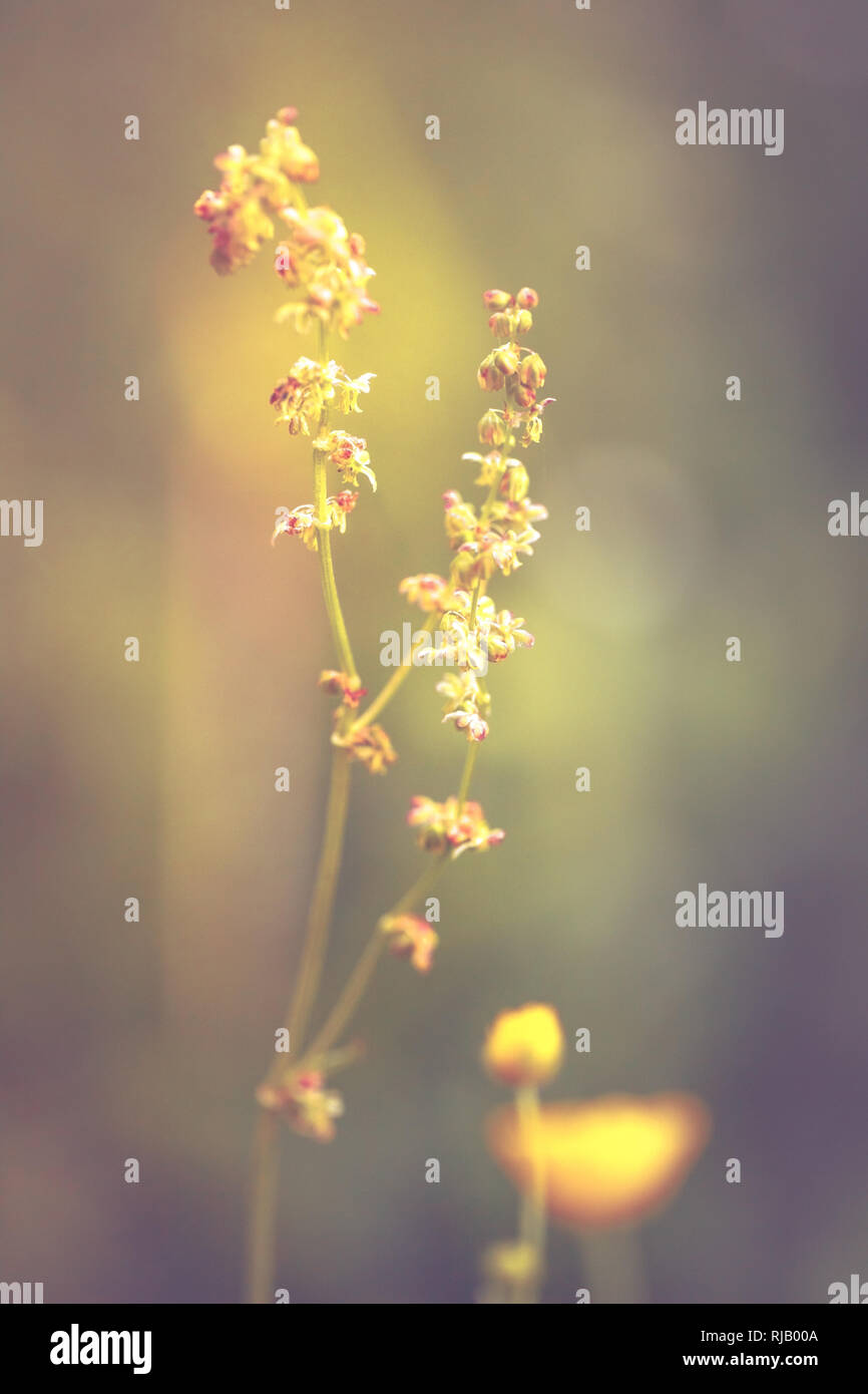 Die Blüte eines Wiesen-Sauerampfers (Rumex acetosa) Stock Photo