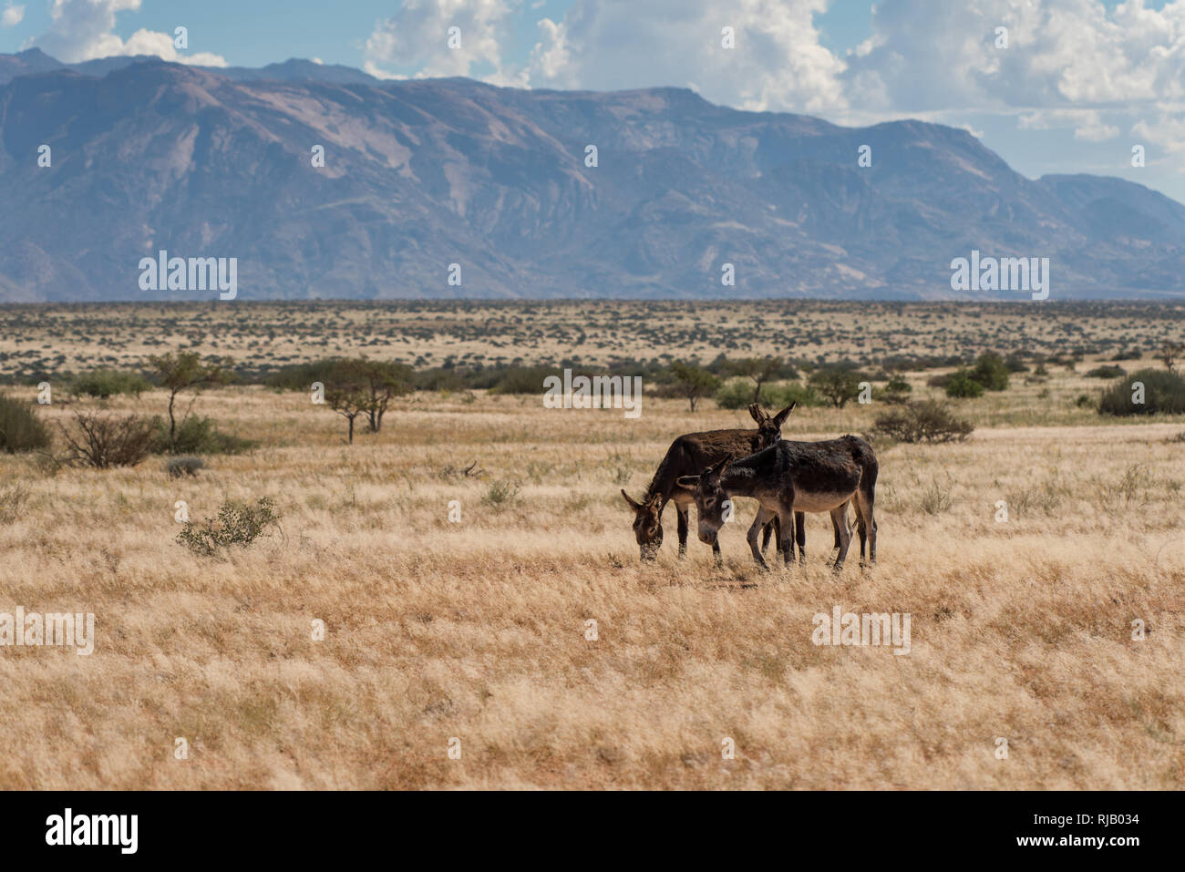 Drei Esel grasen in Damaraland, Nord-West Namibia, Berge im Hintergrund, ein Esel blickt in die Kamera Stock Photo