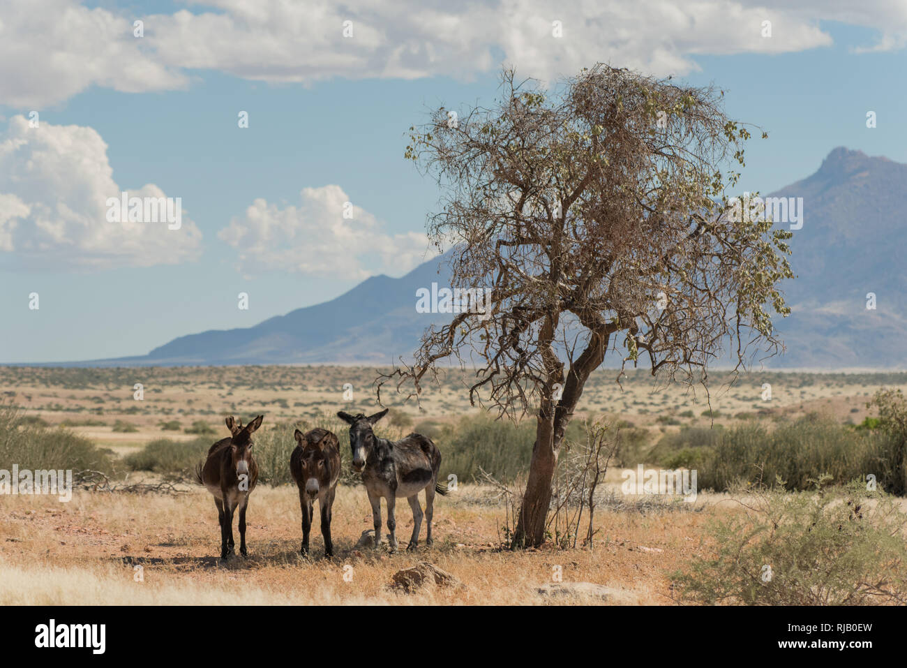 Drei Esel stehen im Schatten eines Baumes in Damaraland, Nord-West Namibia, Blick in die Kamera Stock Photo