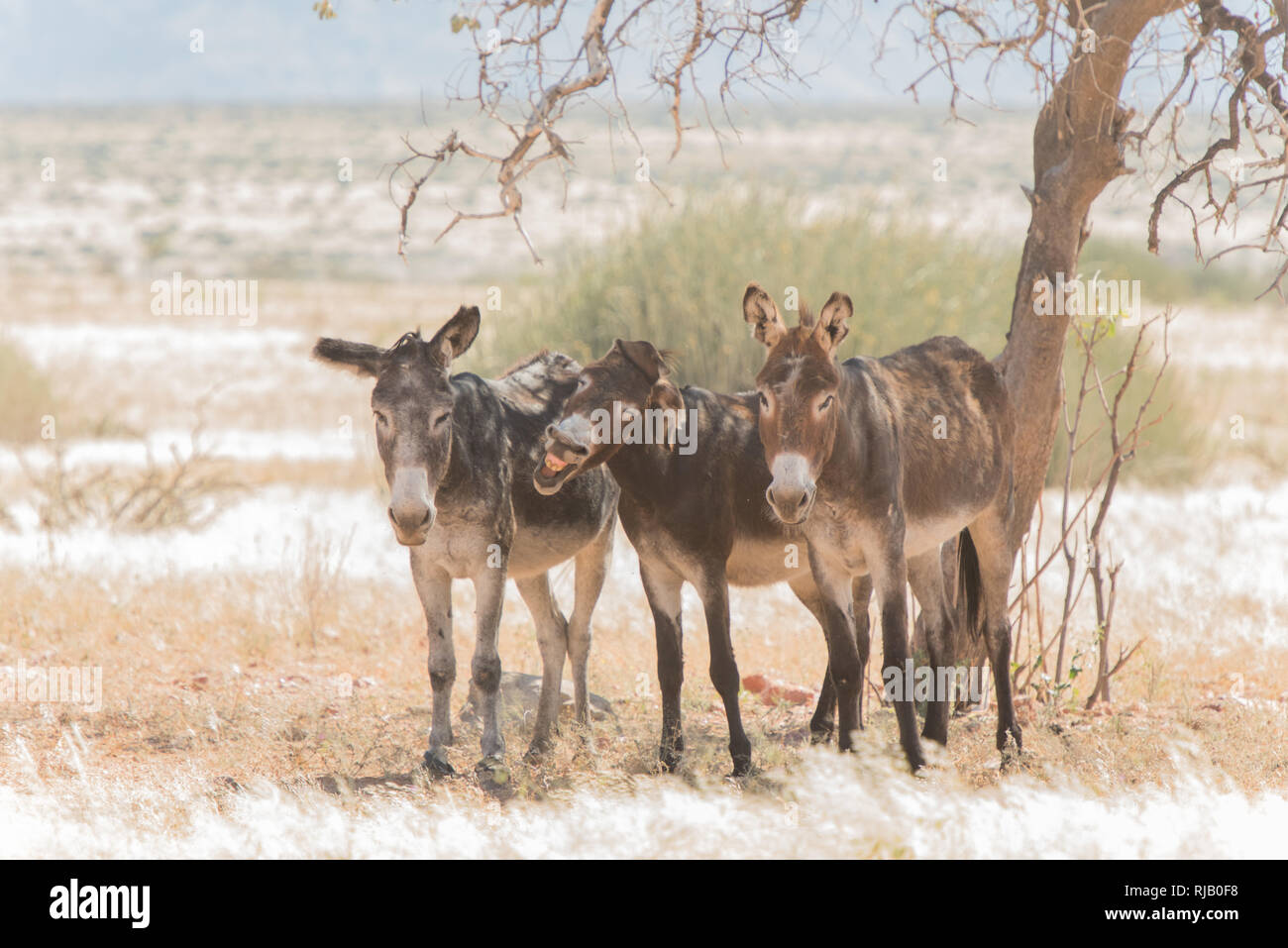 Drei Esel stehen im Schatten eines Baumes in Damaraland, Nord-West Namibia, teilweise Blick in die Kamera, ein Esel flehmt Stock Photo