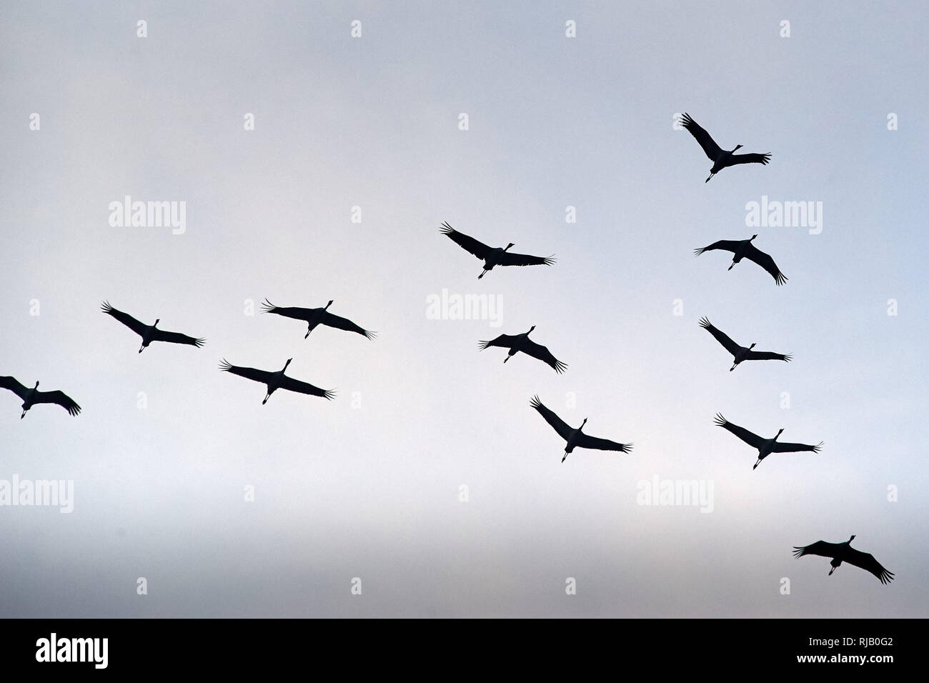 Kraniche fliegen über Sassnitz auf der Insel Rügen Stock Photo