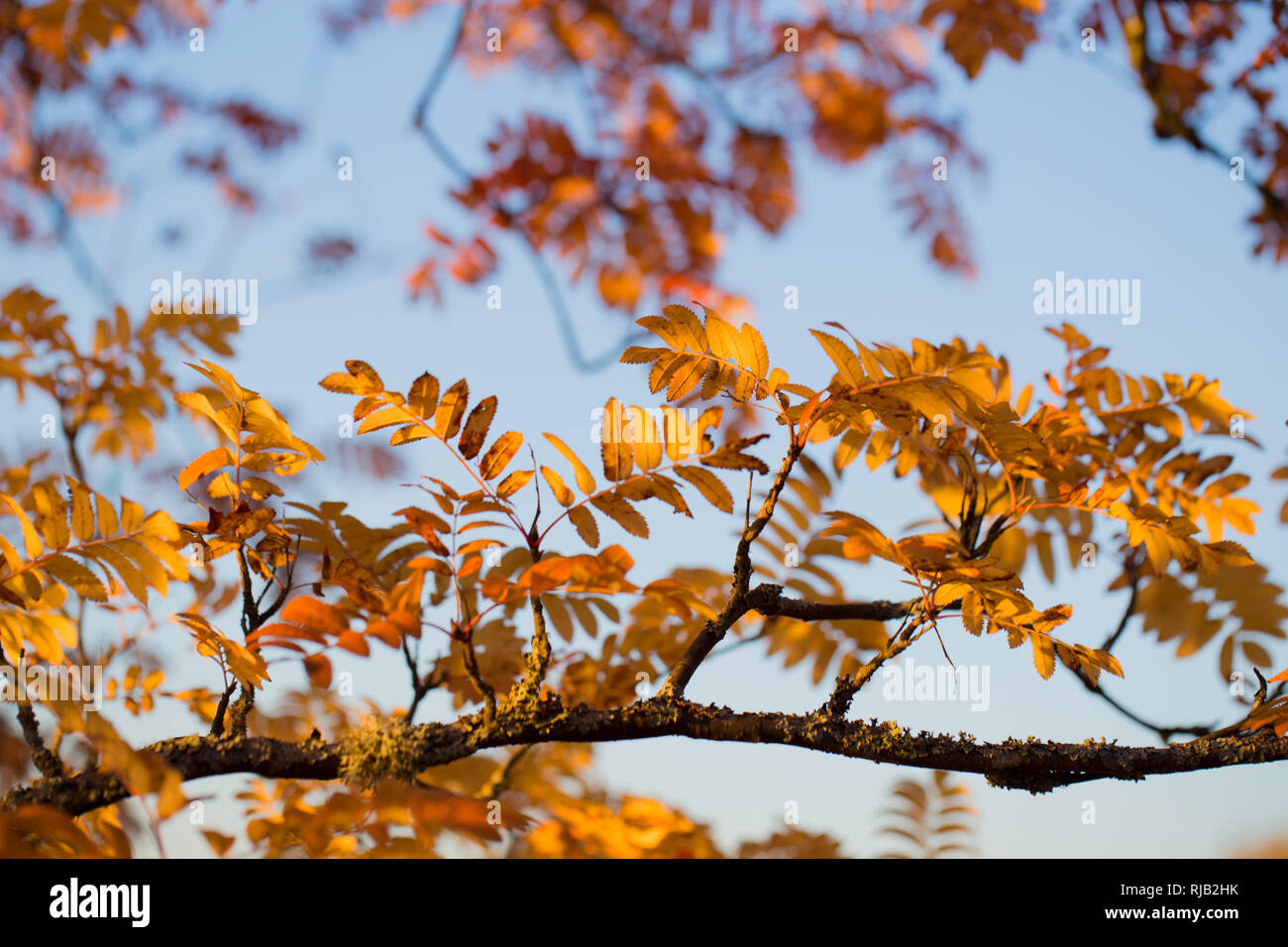 Rowan in autumn color, blue sky background Stock Photo