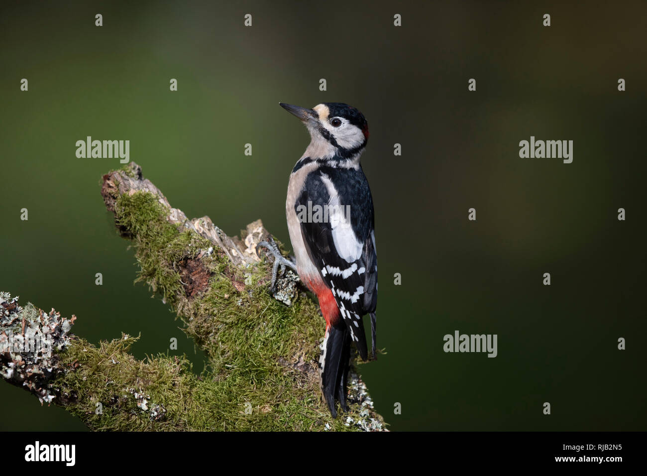 Woodpecker on a branch Stock Photo