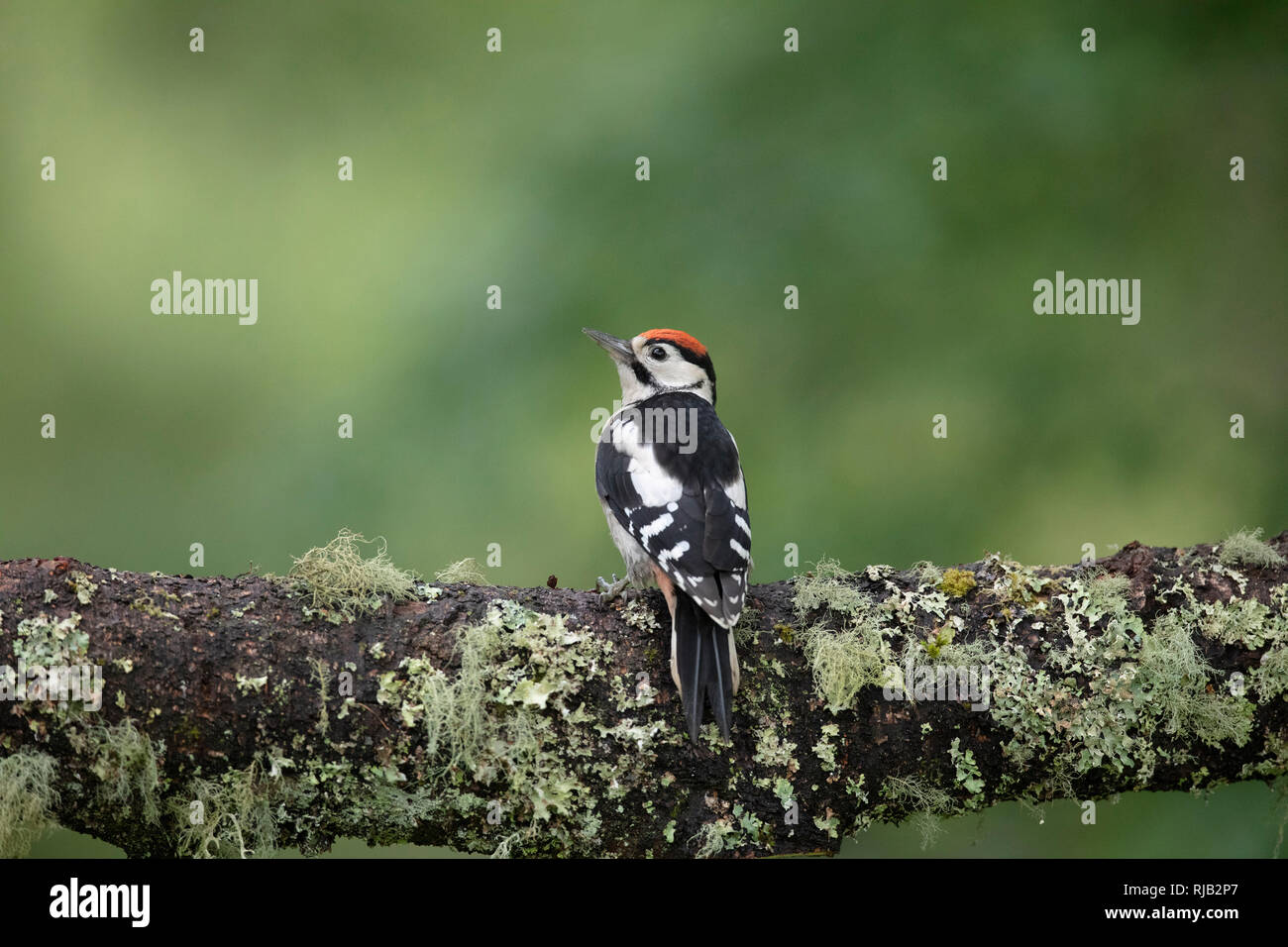 Woodpecker on branch Stock Photo