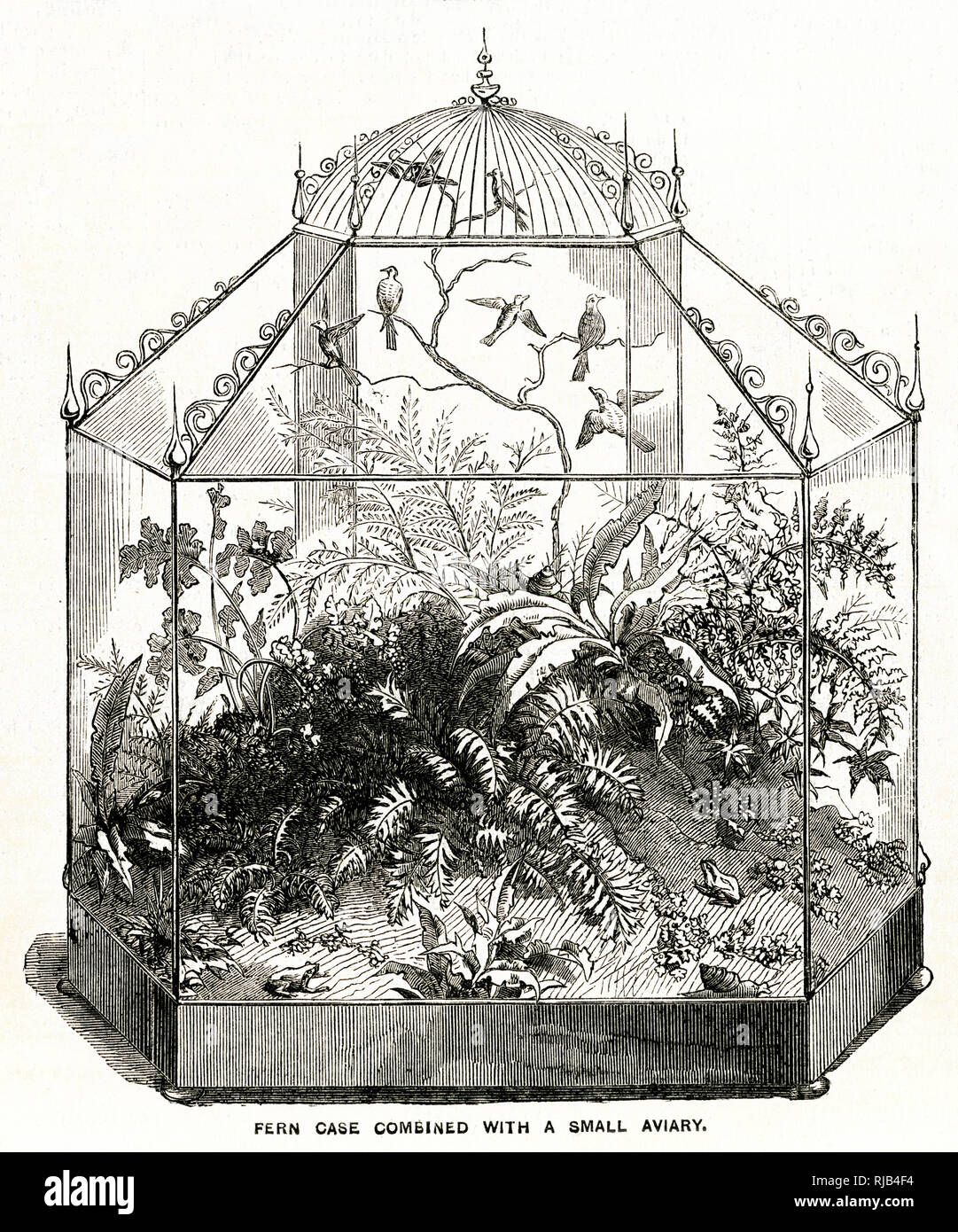 Fern case in the shape of a small aviary with canaries. Scale of the design is three feet long, the space reserved for plants extending 10 inches on either side of the cage or aviary which is 16 inches wide. The height to the commencement of the sloping roof is 18inches; and the height to the point where the sloping glass roof meets the wre-work of the cage 9 inches more making the total height 27 inches the wire-work rising about 6 inches above. Stock Photo
