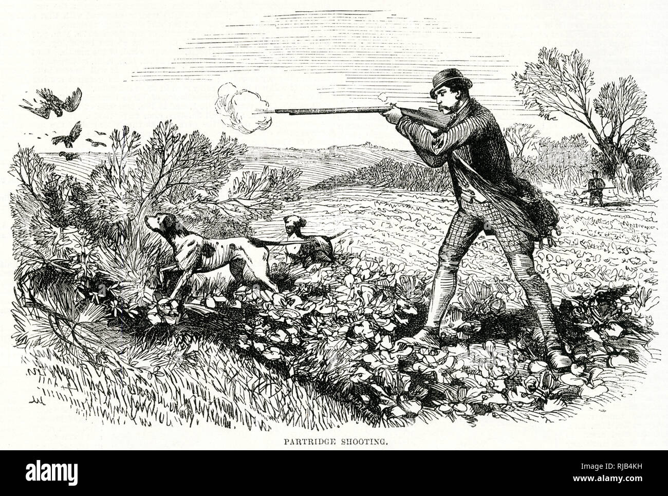 Partridge Shooting 1865 Stock Photo