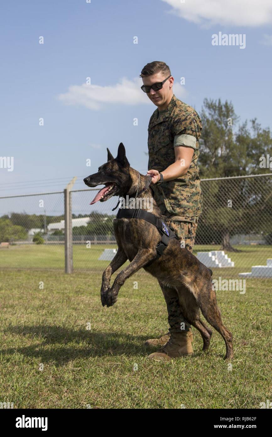 Marine k9 best sale