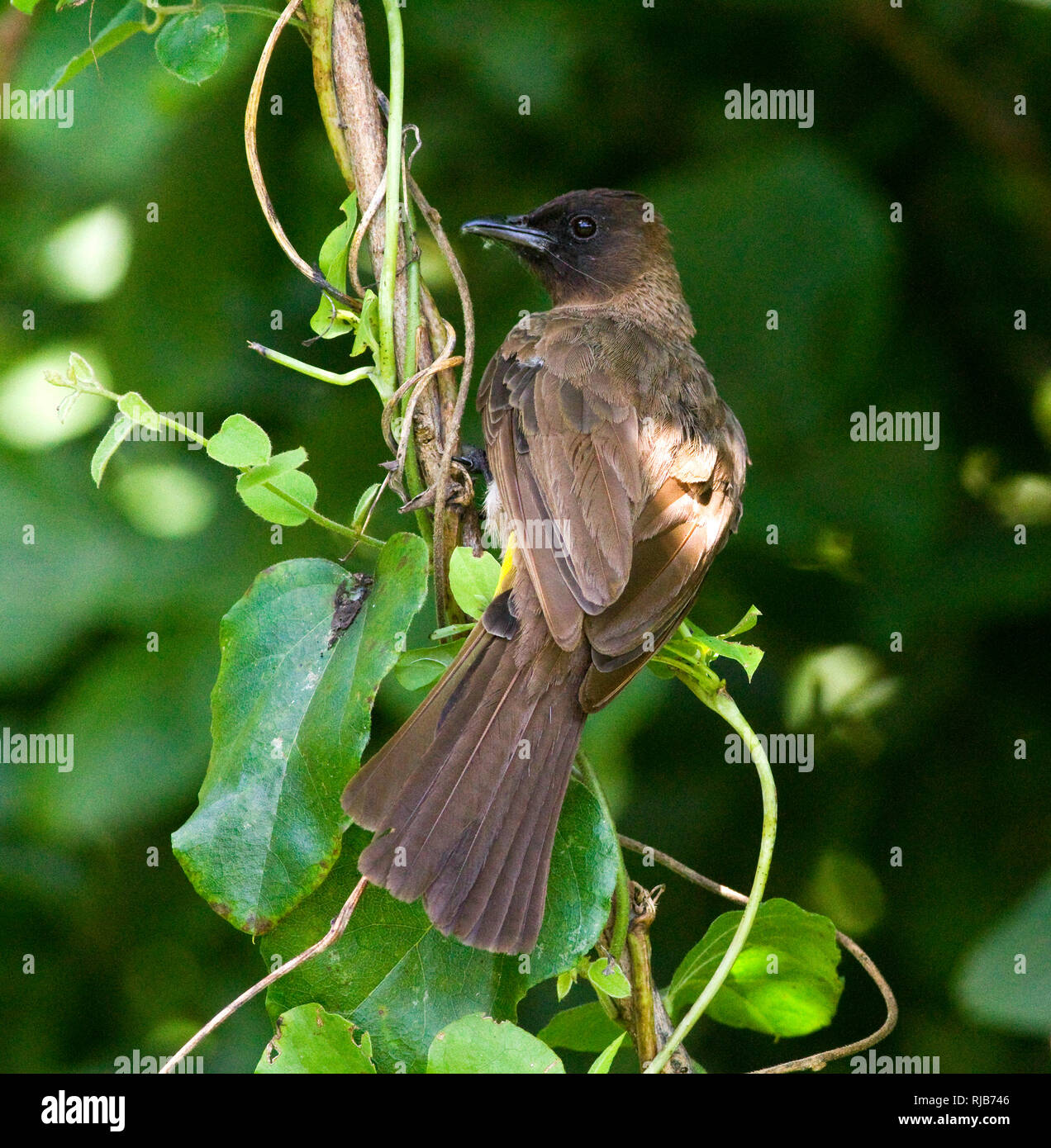 A very common and widespread Bulbul; the Common, Yellow-vented or Black-eyed is one of the commonest birds of the savannahs and bushveld Stock Photo