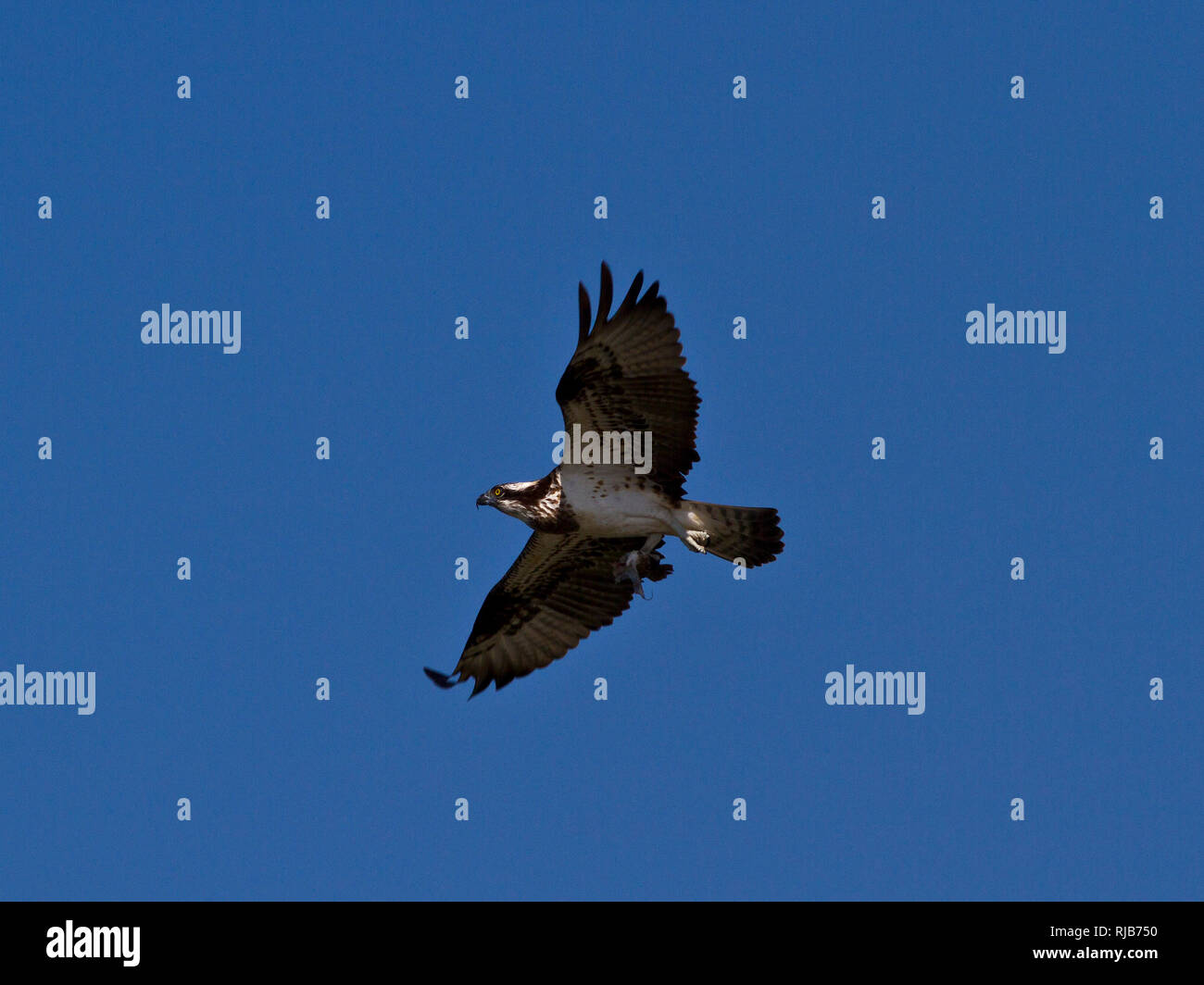 An Osprey in flight over the lakes in Selous Game Reserve. Though many
