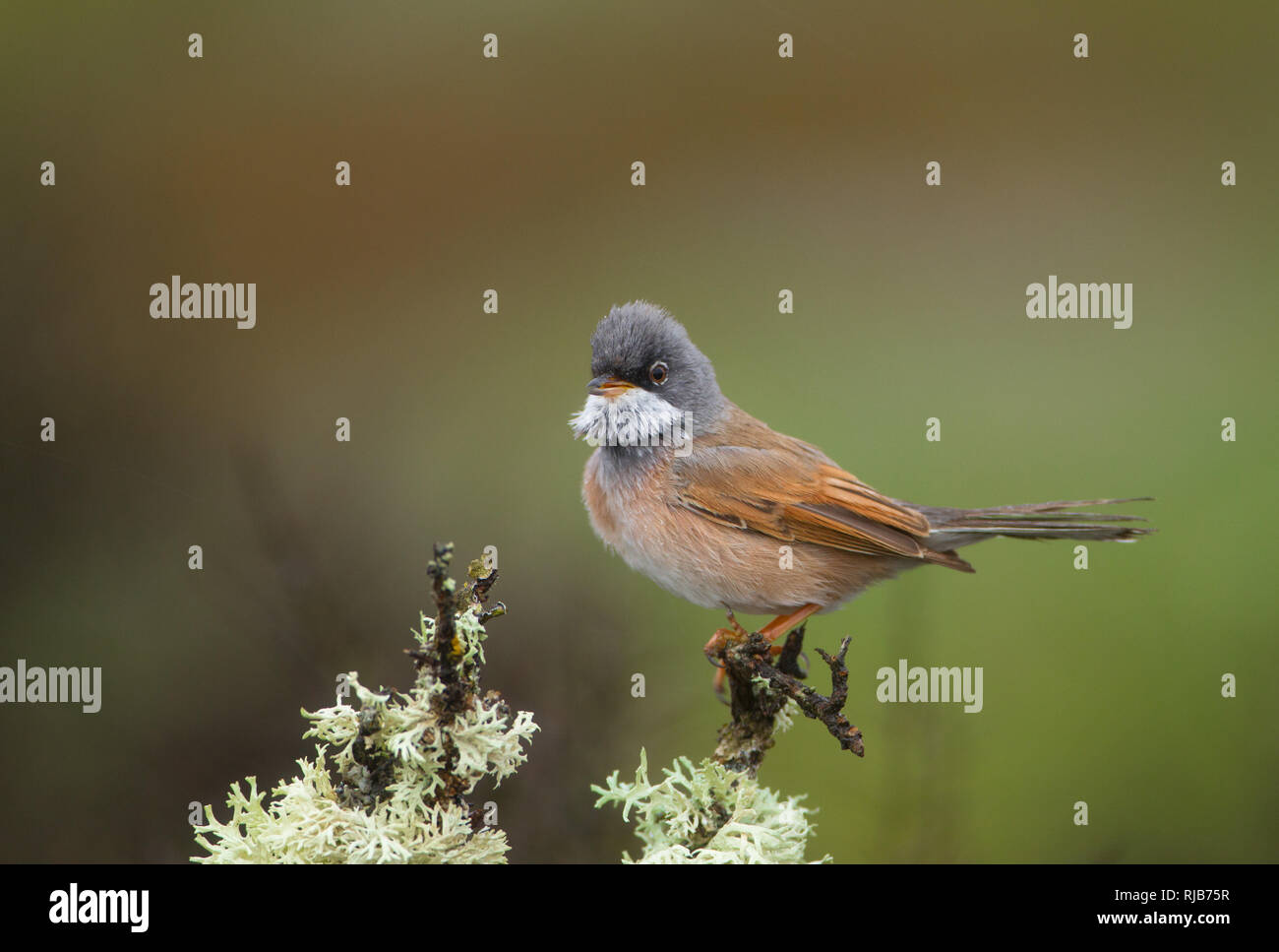 spectacled warbler (male) in the moorland of La Lora, Spain Stock Photo