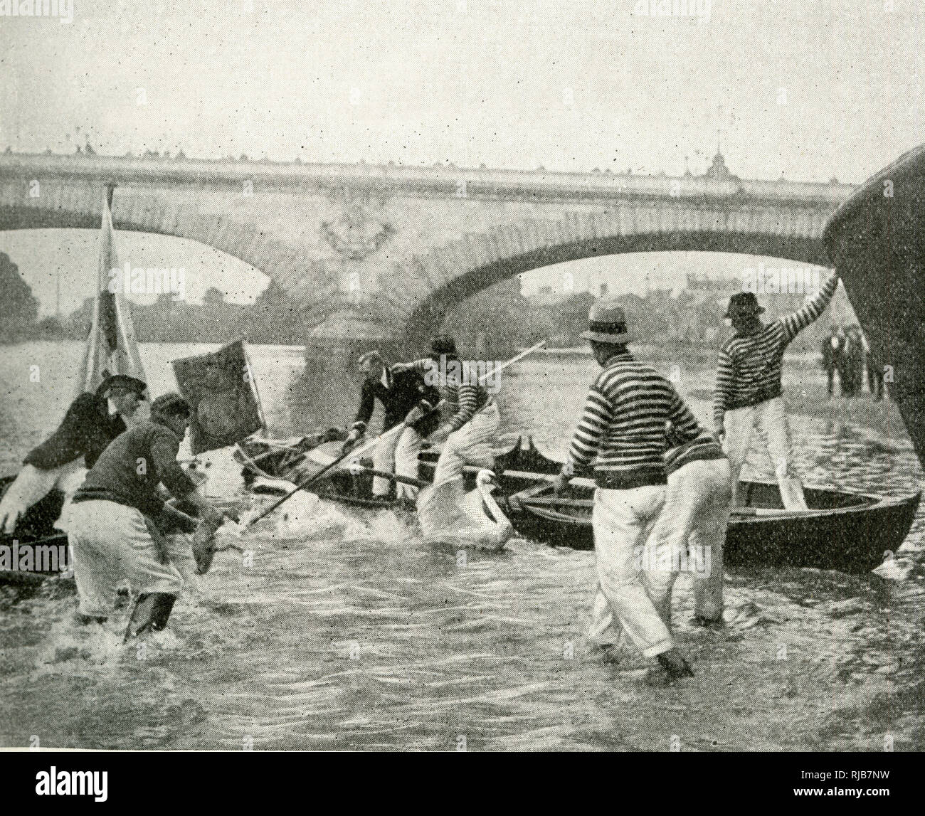 Thames watermen at work during Swan Upping Stock Photo
