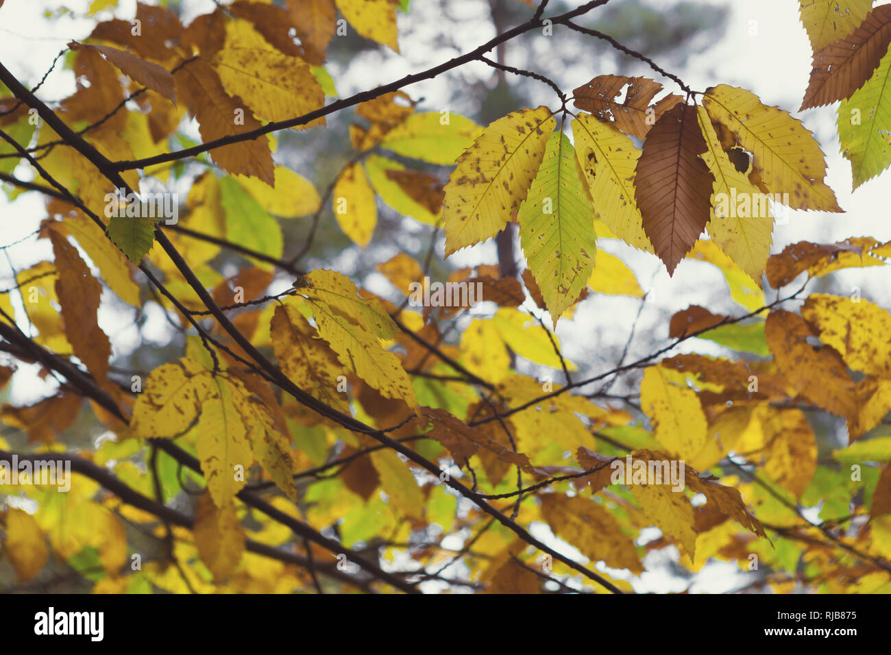 Autumn Tree with Colorful Leaves in the Forest Stock Photo