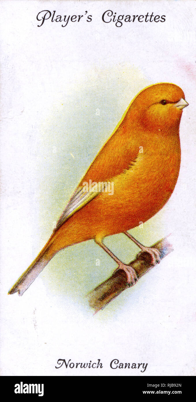 Norwich Canary High Resolution Stock Photography And Images Alamy