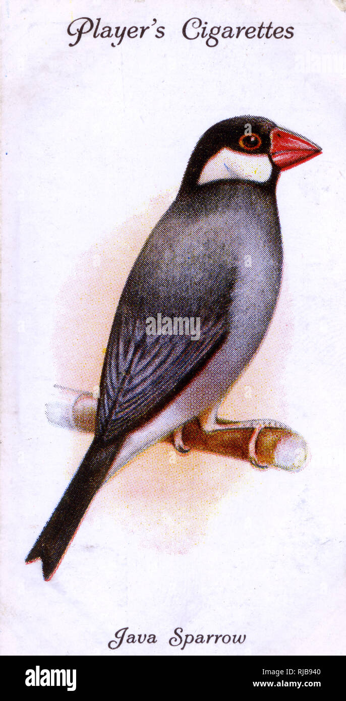 White java sparrow hi-res stock photography and images - Alamy