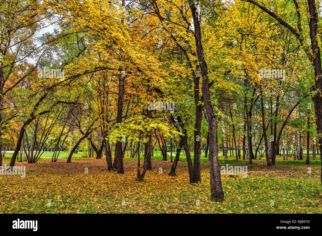Multicolored palette of autumn nature in the park - fall landscape of warm sunny september day Stock Photo