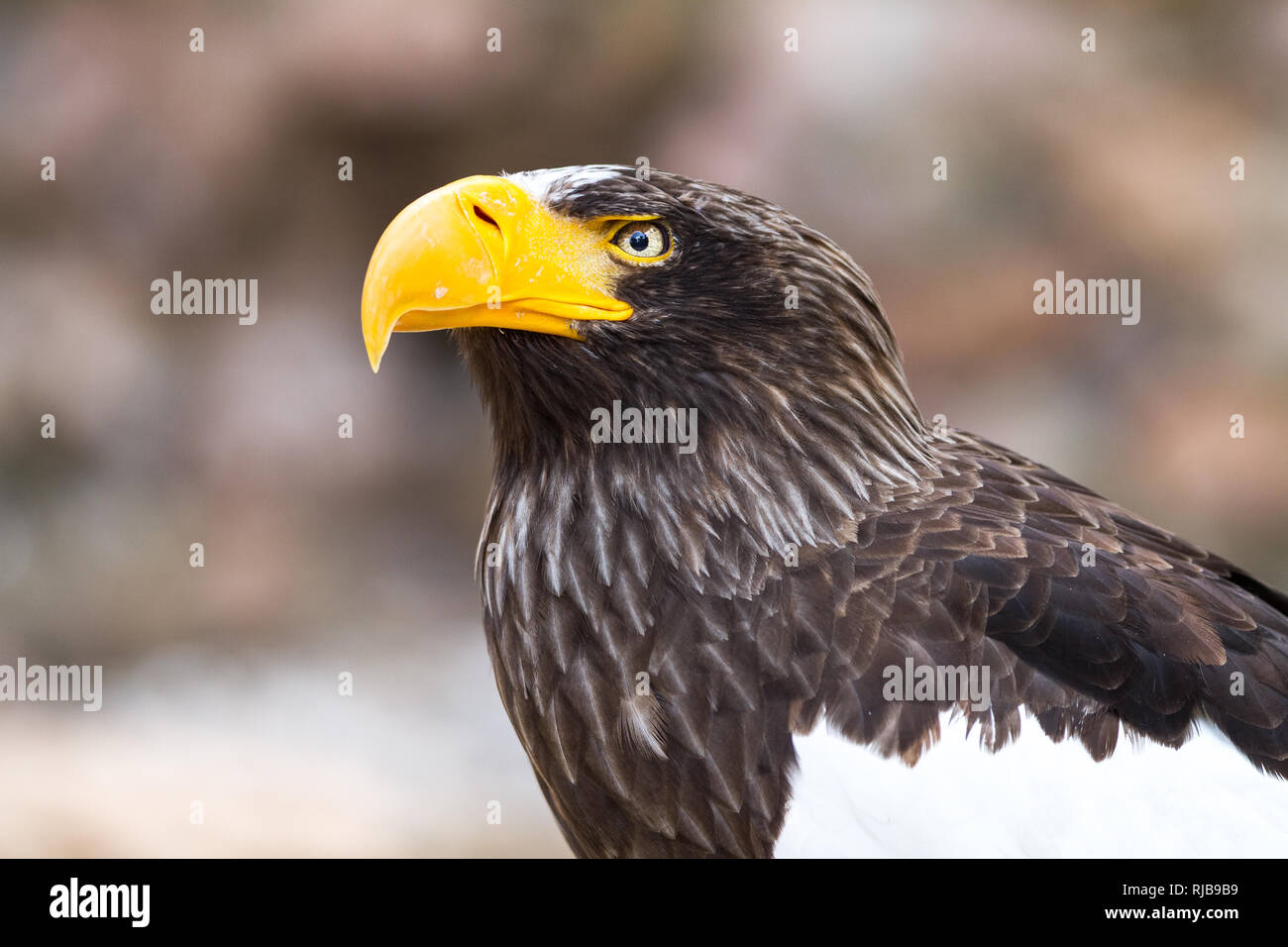 Biggest sea eagle portrait of an eagle hi-res stock photography and ...