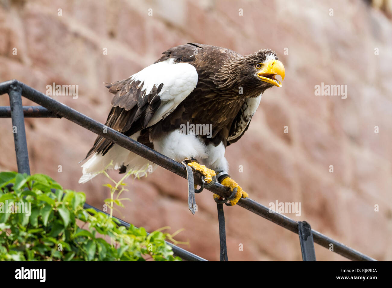 Biggest sea eagle portrait of an eagle hi-res stock photography and ...