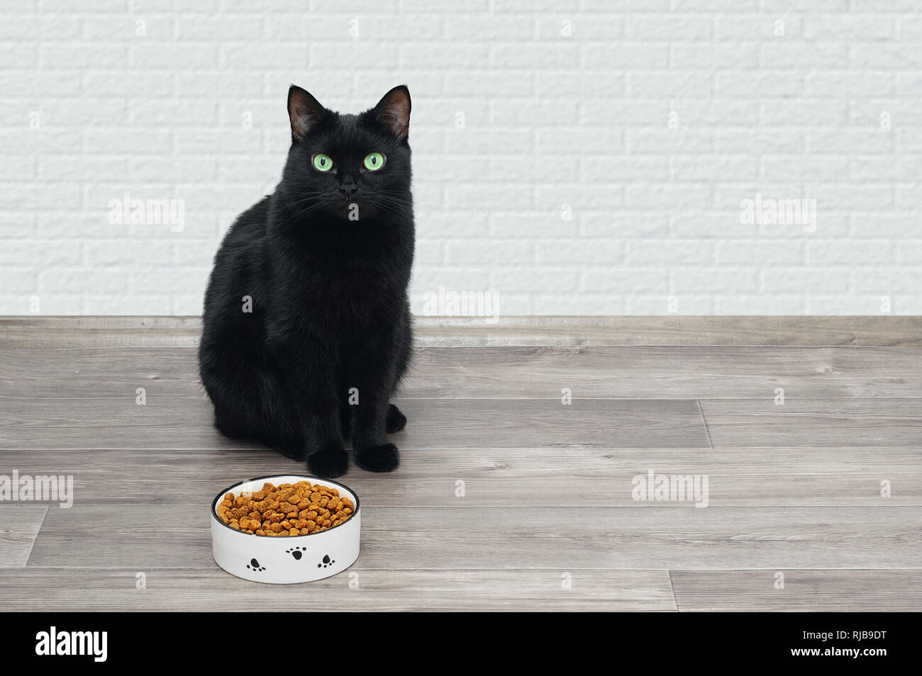 black cat bowl