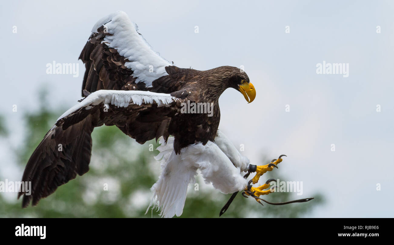 Biggest sea eagle portrait of an eagle hi-res stock photography and ...