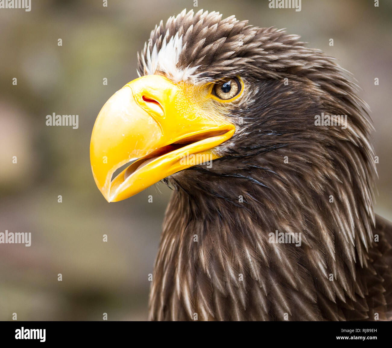 Biggest sea eagle portrait of an eagle hi-res stock photography and ...