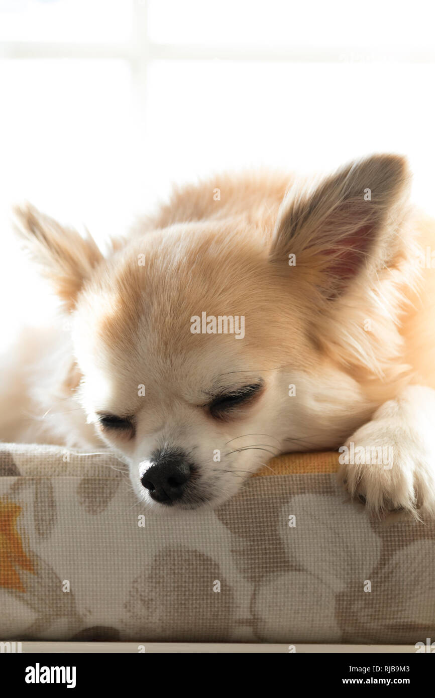 Chuhauhau falling asleep on a cushion. Stock Photo