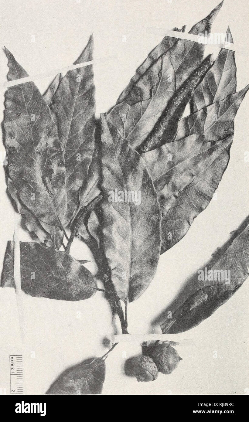 . The Central American species of Quercus. Oak; Trees. 170 MISC. PUBLICATION 4 7 7, U. 8. DEPT. OF AGRICULTURE Miscellaneous Publication 477. U. S. Dept. of Agriculture PLATE 78. Quercus seemanni Liebm. A representative specimen from Costa Rica (Stork 174-5--F).. Please note that these images are extracted from scanned page images that may have been digitally enhanced for readability - coloration and appearance of these illustrations may not perfectly resemble the original work.. Muller, Cornelius H. (Cornelius Herman), 1909-. Washington, D. C. : U. S. Dept. of Agriculture Stock Photo