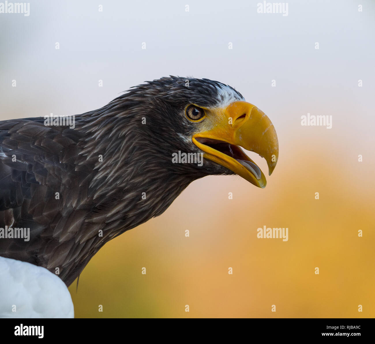 Biggest sea eagle portrait of an eagle hi-res stock photography and ...