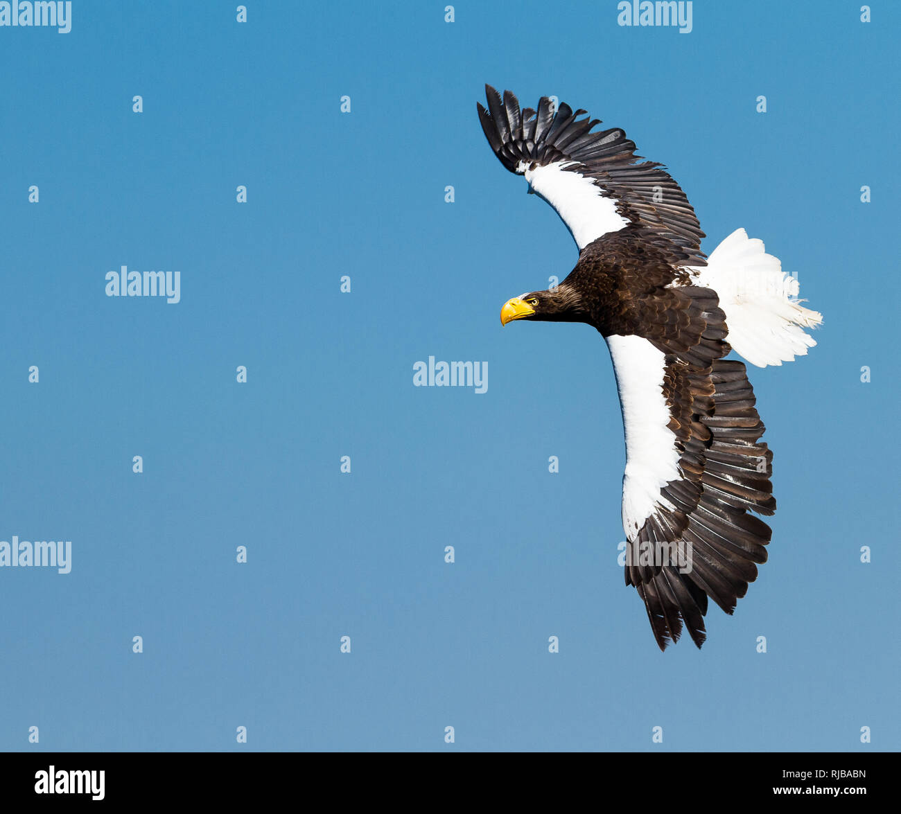 Biggest sea eagle portrait of an eagle hi-res stock photography and ...