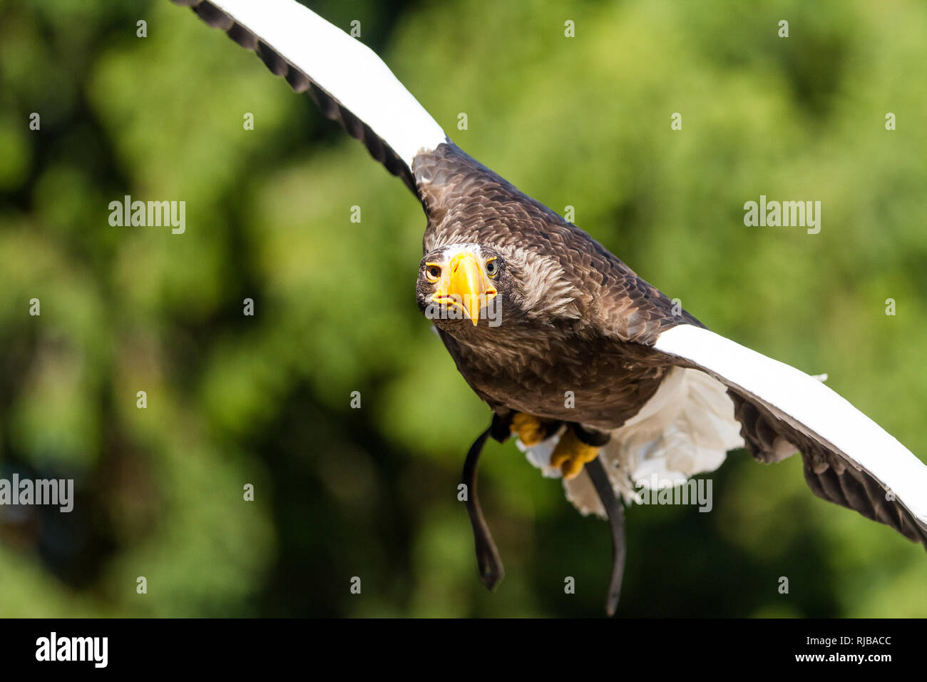 Biggest sea eagle portrait of an eagle hi-res stock photography and ...