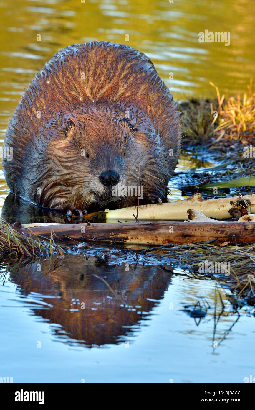A vertical image of an adult beaver 'Castor canadensis', chewing on an aspen tree branch at Maxwell lake in Hinton Alberta Canada Stock Photo