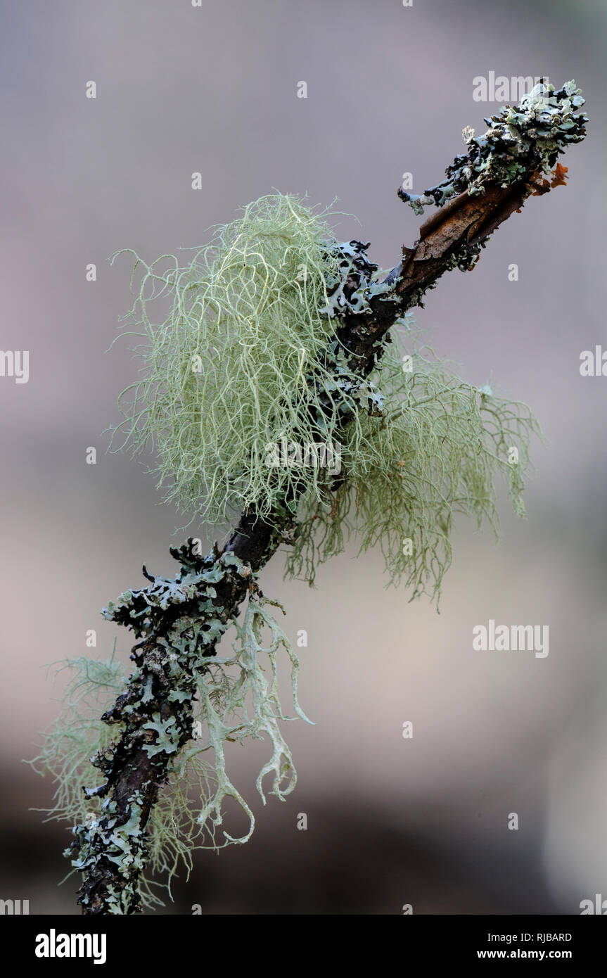 Three species of lichen, Hypotrachyna laevigata, Ramalina farinacea and Usnea cornuta, growing on the same twig in the Findhorn Valley through the Mon Stock Photo