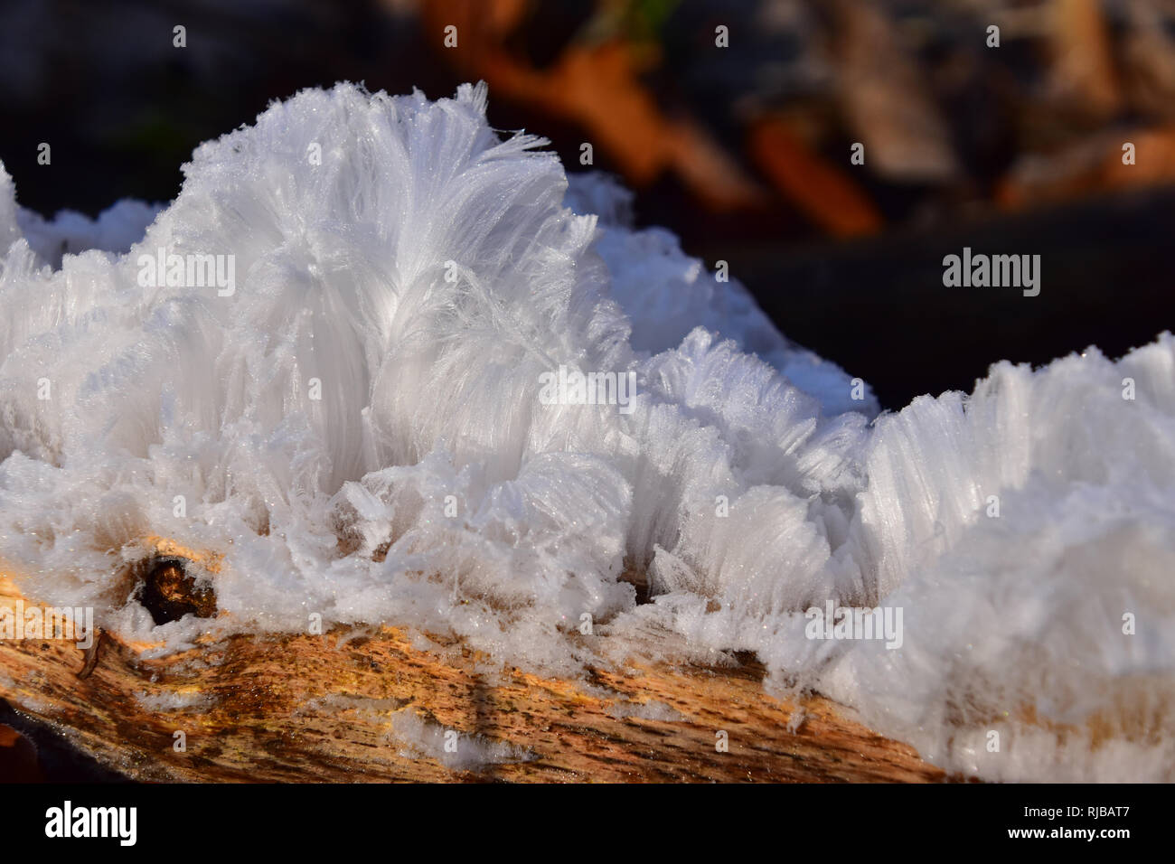 Hair Ice, Ice Wool, Frost Beard, Frost Flowers Stock Photo Alamy