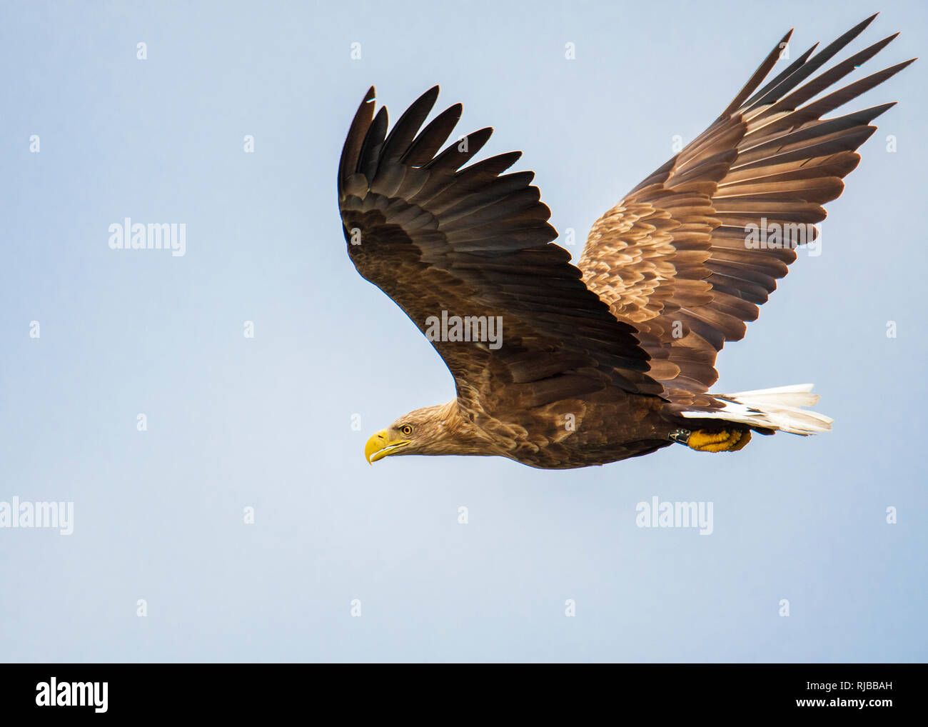 White-tailed eagle, bird of prey Stock Photo - Alamy